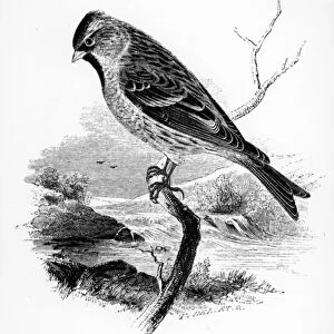 The Lesser Redpole, illustration from A History of British Birds by William Yarrell