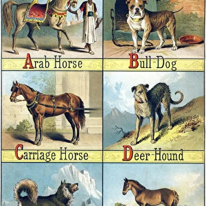 Letters A, B, C, D, E and F: Arab Horse;Bull-Dog - "