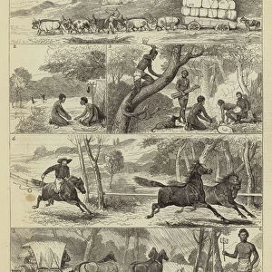 Life in the Backwoods of Queensland (engraving)