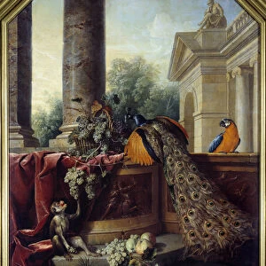 Still life with peacock A parrot, a monkey and bunches of grapes