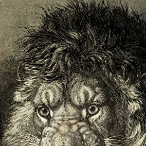 The Lion, King of Beasts, from El Mundo Ilustrado, published Barcelona