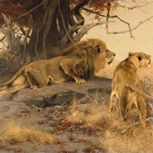 A lion and a lioness in the Savannah, 1912 (oil on canvas)
