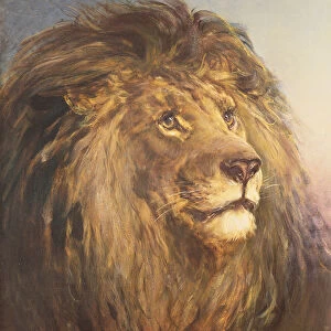 A Lions Head