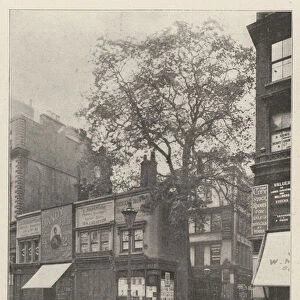 A Literary London Landmark in Danger, Wordsworths Plane Tree at the Corner of Wood Street, Cheapside (b / w photo)