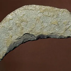 Lithic Chopper Tool Print