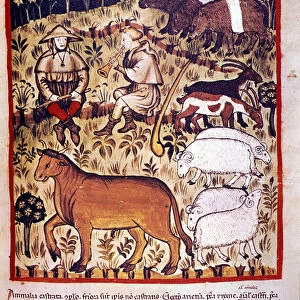Livestock, sheep, goats and pigs. Illumination from the milking of medicine