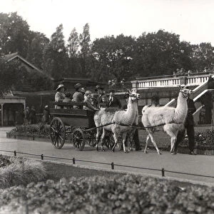 The Llama ride - once a feature at ZSL London Zoo, September, 1923 (b / w photo)