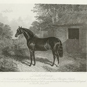 Loutherbourg, foaled 1834 (b / w photo)
