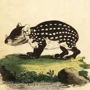 Lowland paca or spotted paca, Cuniculus paca. 1800 (engraving) Lowland paca or spotted paca, Cuniculus paca. 1800 (engraving)
