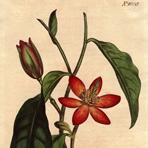 Magnolia has brown stem, with orange flowers and ecarlates, native to China. Brown stalked magnolia with scarlet and orange flowers. A native of China. Magnolia fuscata