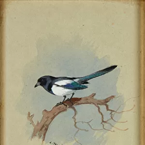 Magpie on a Branch (ink & w / c)