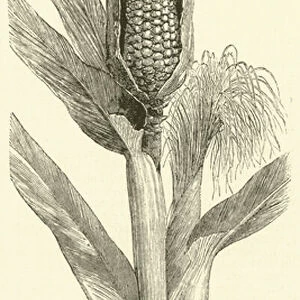 Maize (engraving)