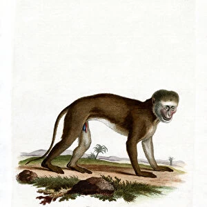 Malbrouck Monkey (coloured engraving)