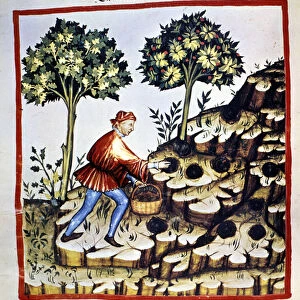 A man looking for truffles. Illumination from the milking of medicine and dietetics "