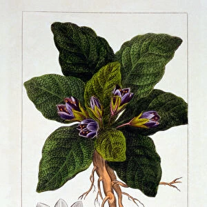 Mandragora officinarum, 1836 (hand-coloured engraving)