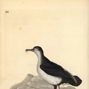 Manx shearwater, Puffinus puffinus. Handcoloured copperplate drawn and engraved by Edward Donovan from his own "Natural History of British Birds, "London, 1794-1819
