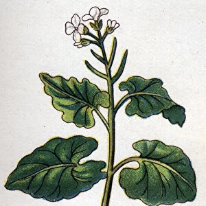 Medicinal and food botanical plants: herb with singers. Engraving in "