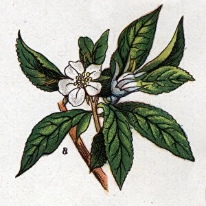 Medicinal and food botanical plants: nefle. Engraving in "