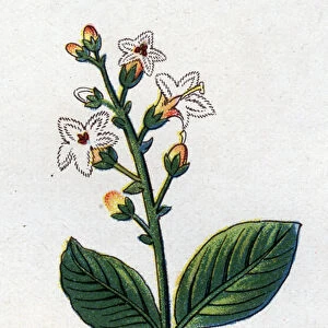 Medicinal and food botanical plants: water clover. Engraving in "