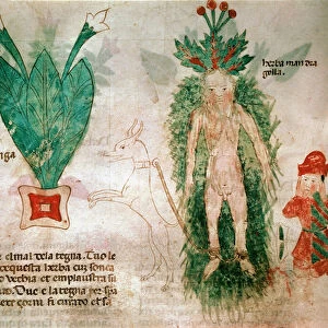 Medicinal plants: representation of mandrake. A dog attached to the root allows it to be