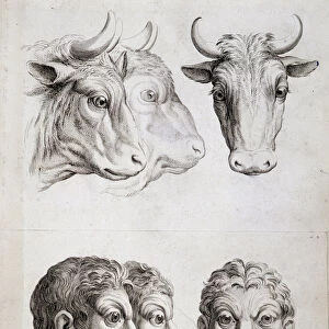 Men / cattle comparison, 17th century in "Treats de la physiognomy de l