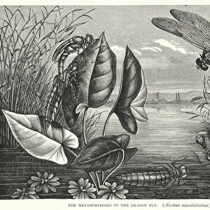 The Metamorphoses of the Dragon Fly, Aeschna maculatissima (engraving)