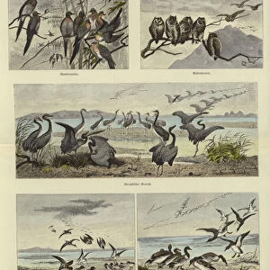 Migration of Animals (coloured engraving)
