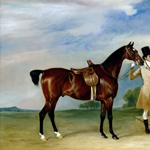 Miss Villebois Bay Hunter held by a Groom, 1834 (oil on canvas)