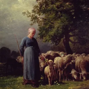 The Missing Flock
