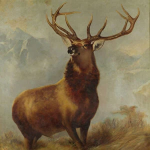 Monarch of the Glen (oil on canvas)