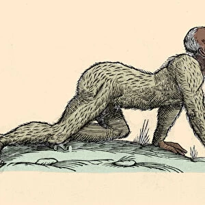 Monster Creature: a hairy man walking on all fours. Plate after Ulisse Aldrovandi