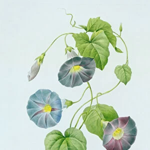 Morning Glory (colour engraving)