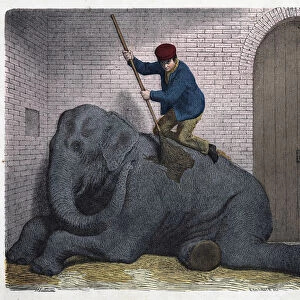 The morning toilet of the Lilli elephant. In "Wenn Jemand eine Reise thut
