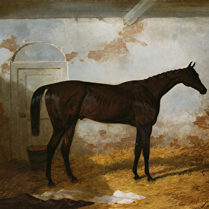 Mr A. W. Hills Bay Colt Sweetmeat in a Loose Box, 1845 (oil on canvas)