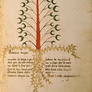 Ms 1591 Fol. 13r Herba Lunaria Maggiore (vellum)
