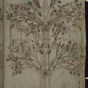 MS 255A fol. 10r The Tree of Life, from the Liber Figuarum (vellum)