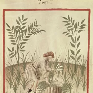 Ms 3054 f. 22 Harvesting Leeks, from Tacuinum Sanitatis (vellum)