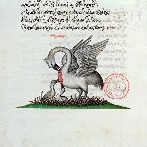 Ms 3401 A Pelican Piercing its Breast to Feed its Young, from a Bestiary by Manuel Philes