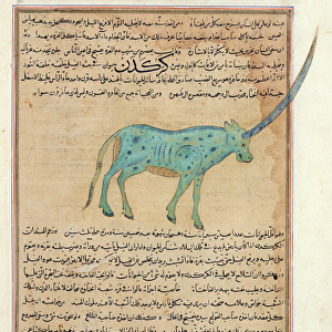 Ms E-7 fol. 191b Rhinoceros, illustration from The Wonders of the Creation