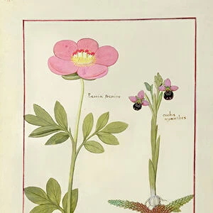 Ms Fr. Fol VI #1 Paeonia or Peony, and Orchis myanthos, illustration from The