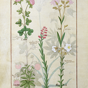 Ms Fr. Fv VI #1 fol. 128v Top row: Red clover and Aube. Bottom row: Bellidis species