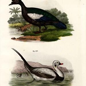 Muscovy Duck, 1864 (colour litho)