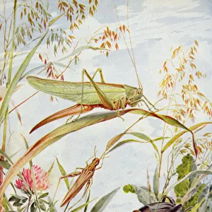 Musical Insects, illustration from Stories of Insect Life by William J. Claxton, 1912 (colour litho)