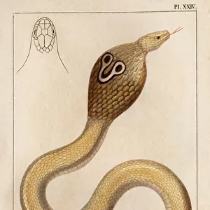 The Naja or viper has glasses. "Fauna des Mdecins ou histoire des animaux et de leurs produits par Hippolyte Cloquet"- Volume 6 - 1825