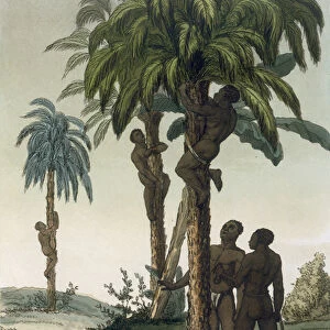 Natives climb palms using sling halters around their hips, 1820s / 30s (colour litho)