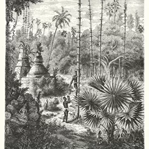 Natives of Siam gathering the sap of the Borassus palm (engraving)
