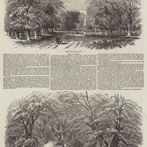The New Forest (engraving)