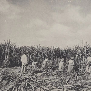 New Orleans: Cutting Sugar Cane (b / w photo)