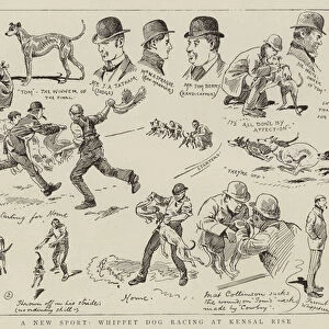 A new sport, whippet dog racing at Kensal Rise (engraving)