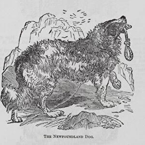The Newfoundland Dog (engraving)